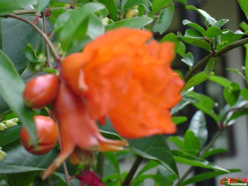 學(xué)區(qū)房陽光國際小區(qū)學(xué)生一號公寓出租（新滕州一中東校對過）